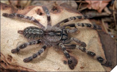 Poecilotheria striata  5