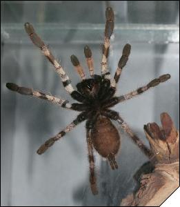 Poecilotheria pederseni  4. 