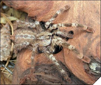 Poecilotheria pederseni  