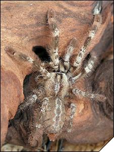 Poecilotheria pederseni  