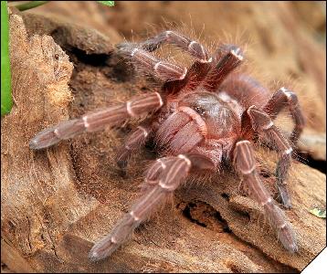 Acanthoscurria juruenicola  4