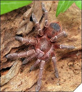 Acanthoscurria juruenicola  4