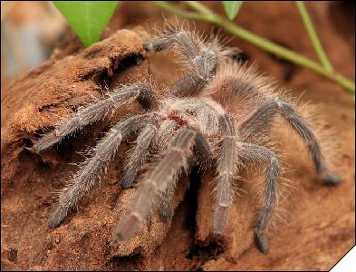 Lasiodora klugii  3