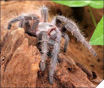 Lasiodora klugii  3