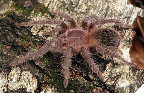 Lasiodora striatipes  3