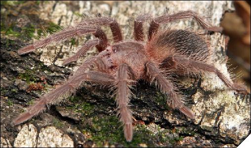 Lasiodora striatipes  3