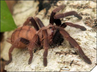 Chilobrachys fimbriatus  4