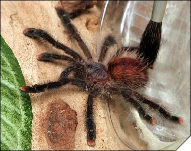 Avicularia avicularia  