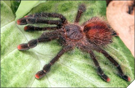 Avicularia avicularia  