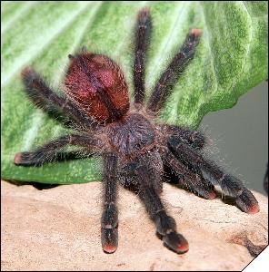 Avicularia avicularia  