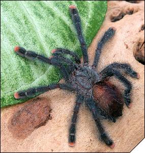 Avicularia geroldi  