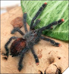 Avicularia geroldi  