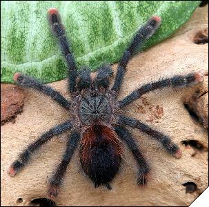 Avicularia sp. Isla Margarita  