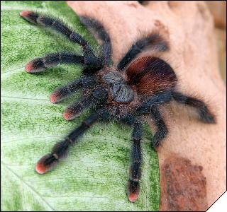 Avicularia sp. Isla Margarita  