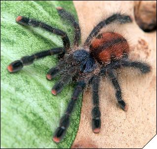 Avicularia velutina  5 