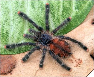 Avicularia velutina  5 