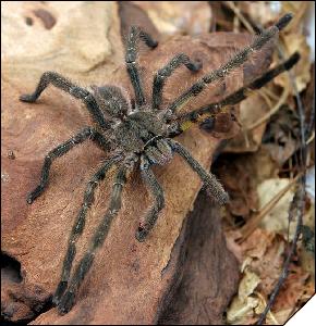 Poecilotheria fasciata  