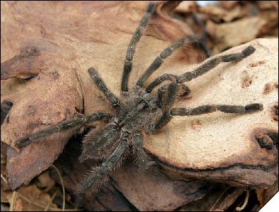 Poecilotheria fasciata  