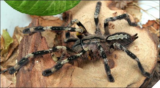 Poecilotheria fasciata  