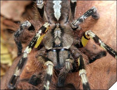 Poecilotheria fasciata  