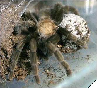 Aphonopelma caniceps   