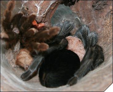 Aphonopelma caniceps   