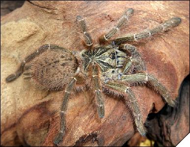 Pterinochilus murinus NCF  