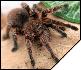 Grammostola rosea Red Color Form  