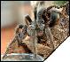 Grammostola alticeps  