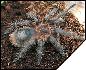 Grammostola grossa  4 