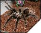 Grammostola grossa  7.