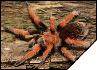 Aphonopelma bicoloratum  8- 