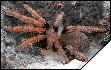 Chilocosmia arndsti 7 