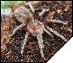 Acanthoscurria atrox  8 