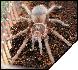 Acanthoscurria atrox  8 