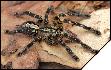 Poecilotheria ornata  