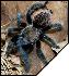 Brachypelma verdezi  6 