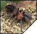 Brachypelma schroederi  6 