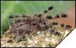 Poecilotheria miranda  4 
