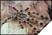 Poecilotheria subfusca  5