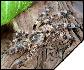 Poecilotheria subfusca  5