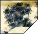 Avicularia versicolor