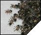 Aphonopelma caniceps