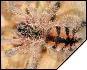 Avicularia minatrix  4- 