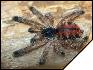 Avicularia metallica  5- 