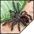 Avicularia metallica  