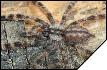 Poecilotheria regalis  4- 