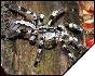 Poecilotheria regalis  