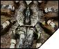 Poecilotheria regalis  