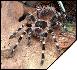 Acanthoscurria geniculata  6